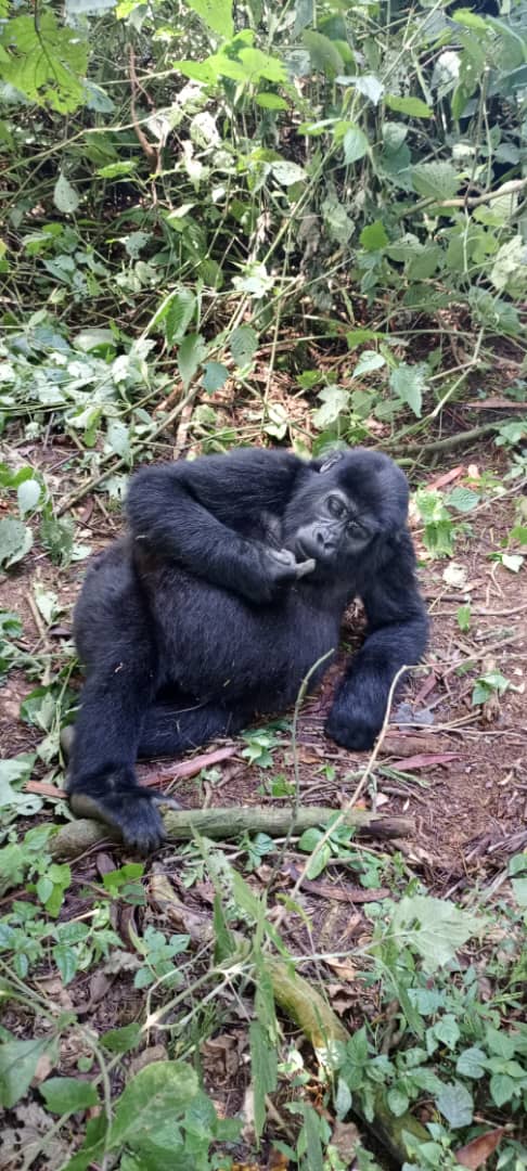 Mgahinga Gorilla Trekking